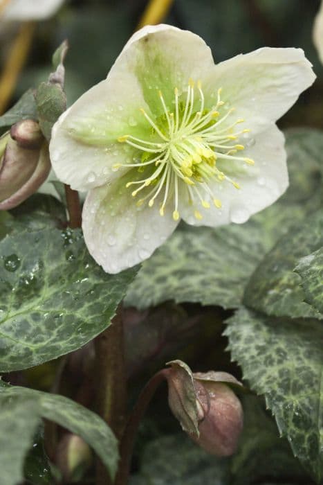 hellebore 'Winter Moonbeam'