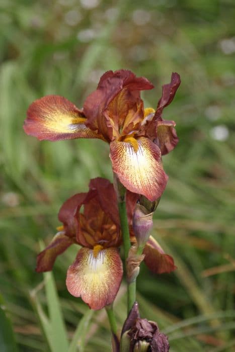 iris 'Kent Pride'