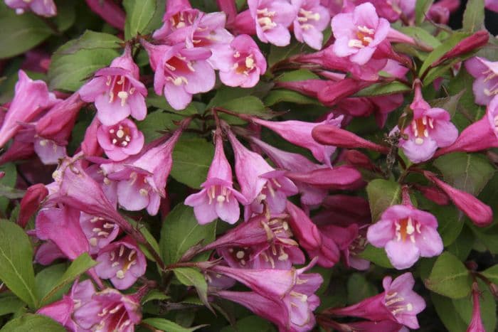 weigela 'Minuet'