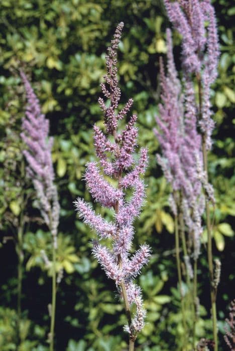 David's Chinese astilbe