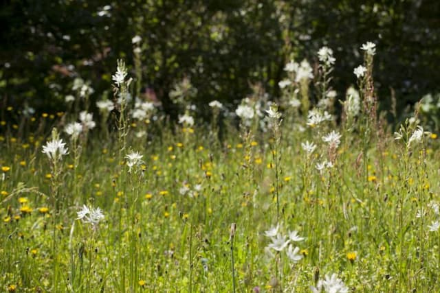 Californian white-flowered quamash