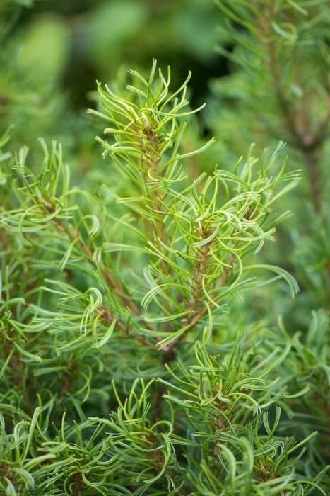 Weymouth pine 'Tiny Kurls'