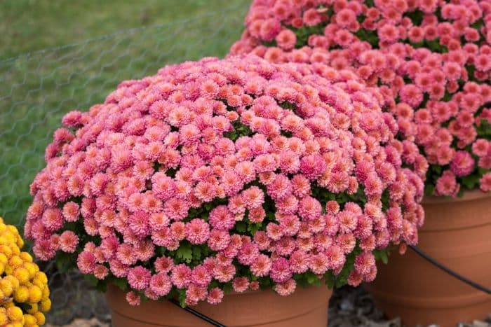 chrysanthemum 'Picasso'