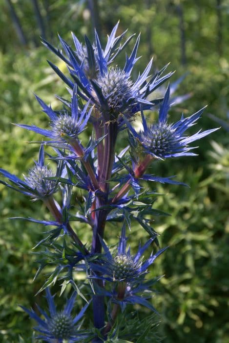 sea holly 'Picos Amethyst'