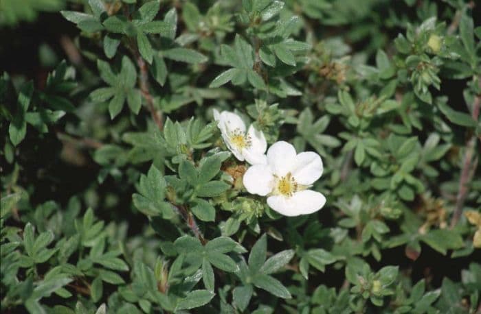 shrubby cinquefoil 'Manchu'