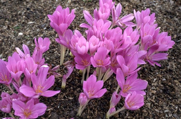 Tenore autumn crocus