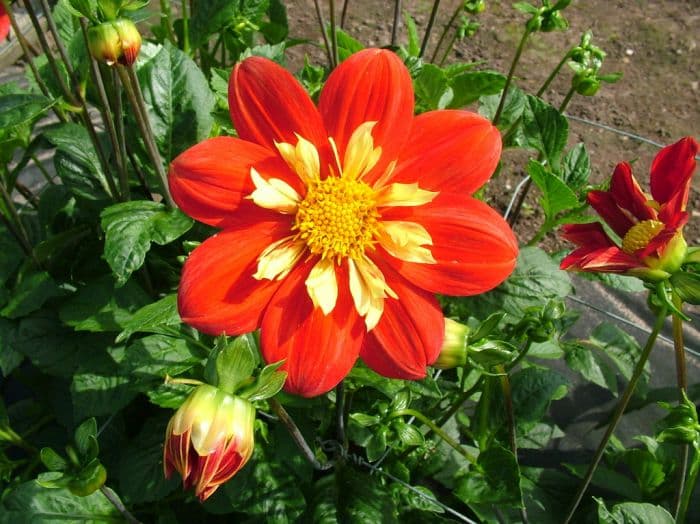 dahlia 'Ann Breckenfelder'