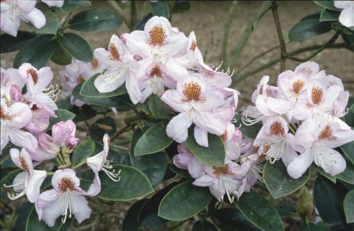 rhododendron 'Mrs T.H. Lowinsky'