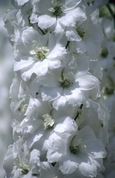 delphinium 'Elizabeth Cook'