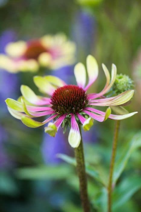 purple coneflower 'Green Twister'