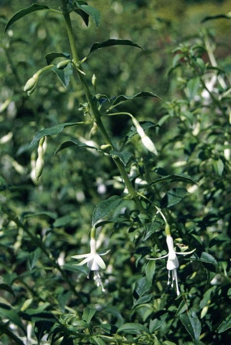 Fuchsia 'Hawkshead'