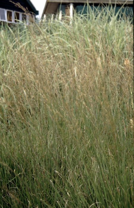 purple moor-grass 'Moorhexe'