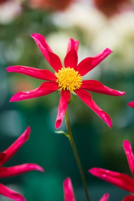 dahlia 'Honka Red'