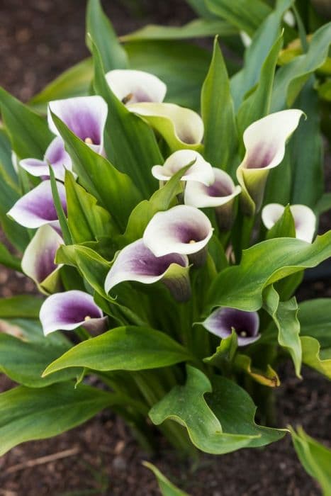 arum lily 'Butter Queen'