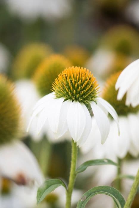 coneflower [Mooodz Glory]