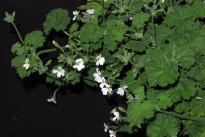 apple geranium