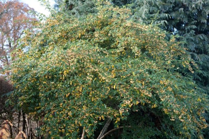 cotoneaster 'Exburiensis'