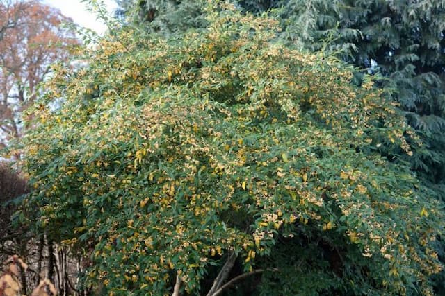 Cotoneaster 'Exburiensis'