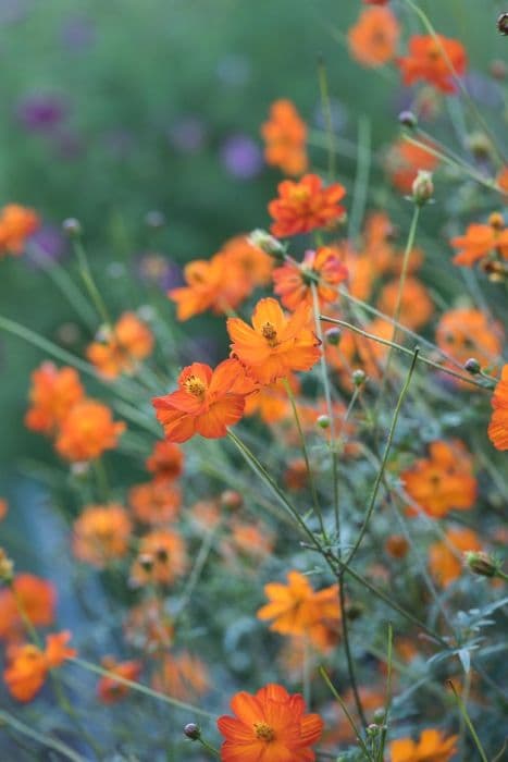 yellow cosmos 'Tango'