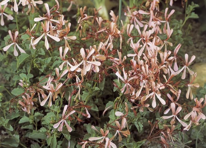 sorrel crane's bill