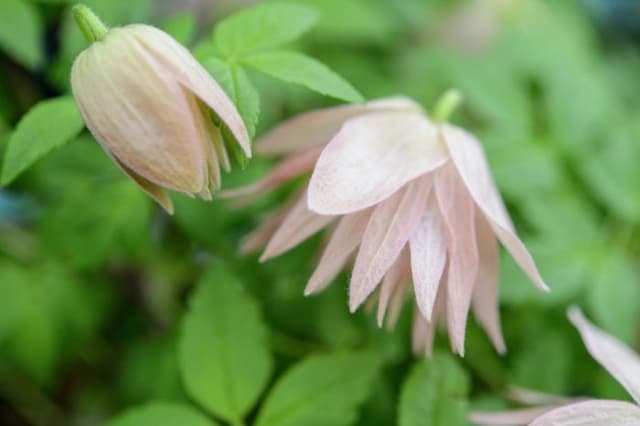 Clematis [Country Rose]