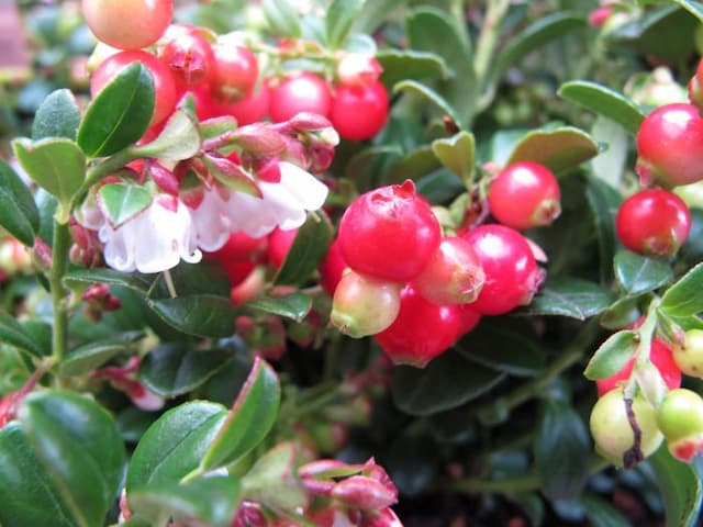 Cowberry 'Red Candy'