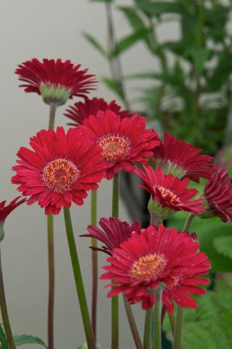 gerbera 'Fleurie'