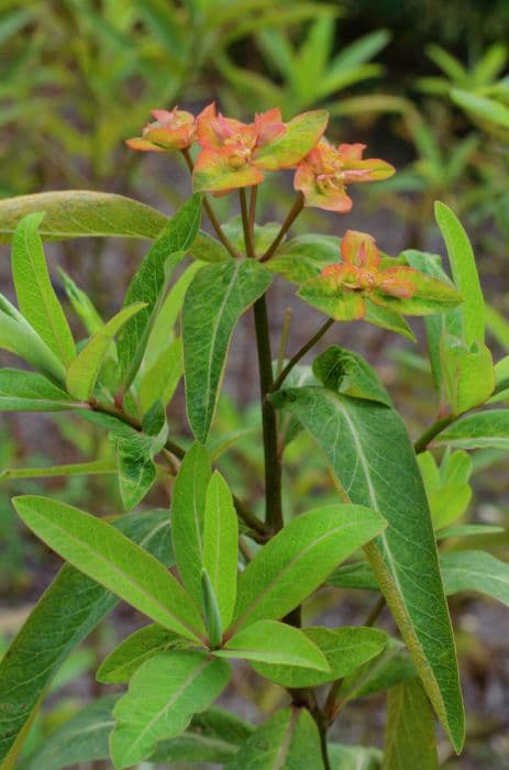 Griffith's spurge