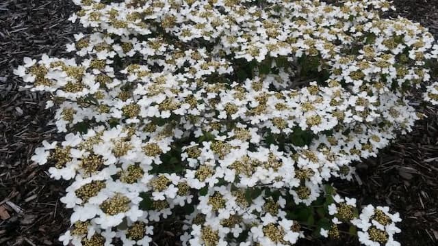 Japanese snowball 'Summer Snowflake'