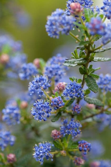 Veitch's blue blossom