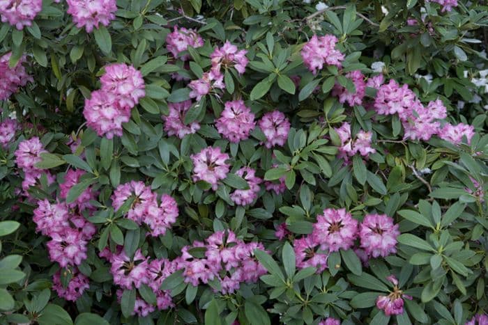 rhododendron 'Sneezy'