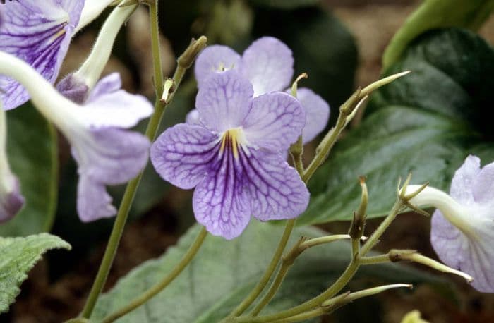 Cape primrose 'Jennifer'