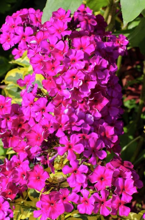 perennial phlox 'Goldmine'