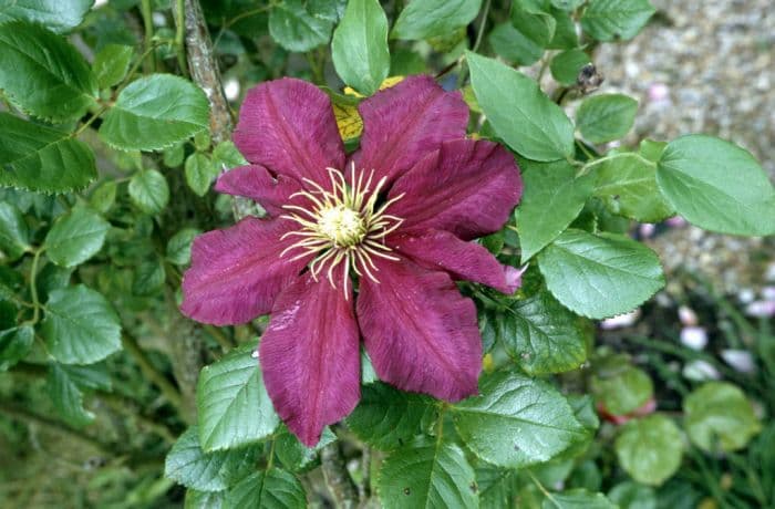 clematis 'Niobe'