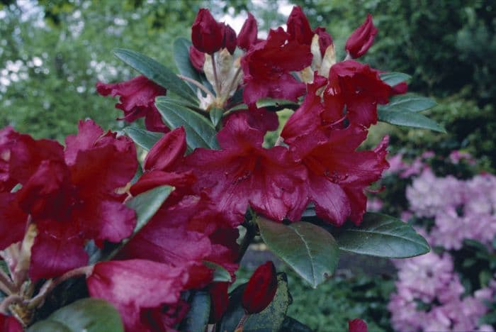 rhododendron 'Titian Beauty'