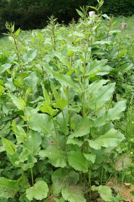 broad-leaved dock