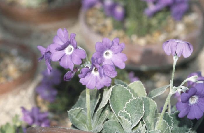 silver-edged primrose 'Prichard's Variety'