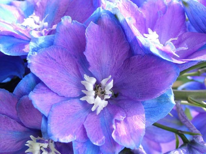 delphinium 'Guardian Blue'