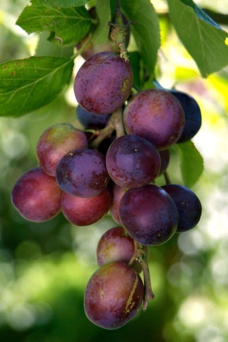 plum 'Czar'