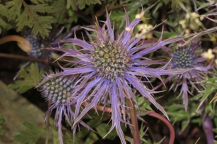 eryngo 'Pen Blue'