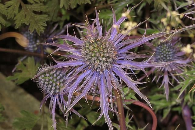 Eryngo 'Pen Blue'