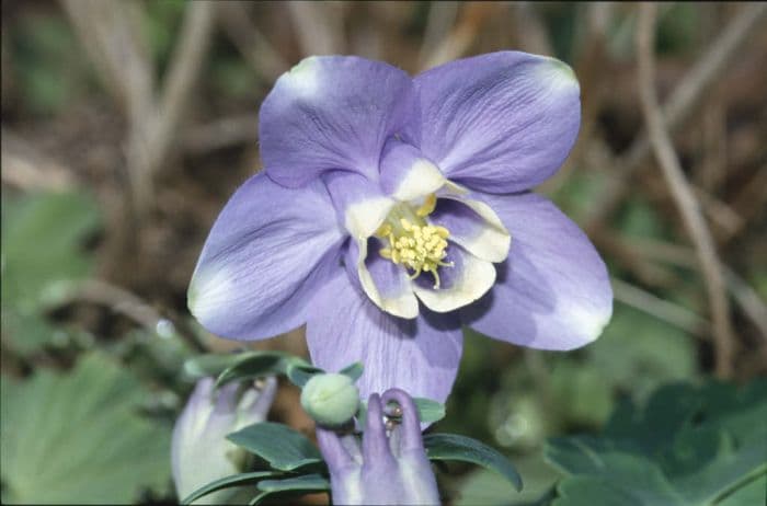 dwarf fan-shaped columbine