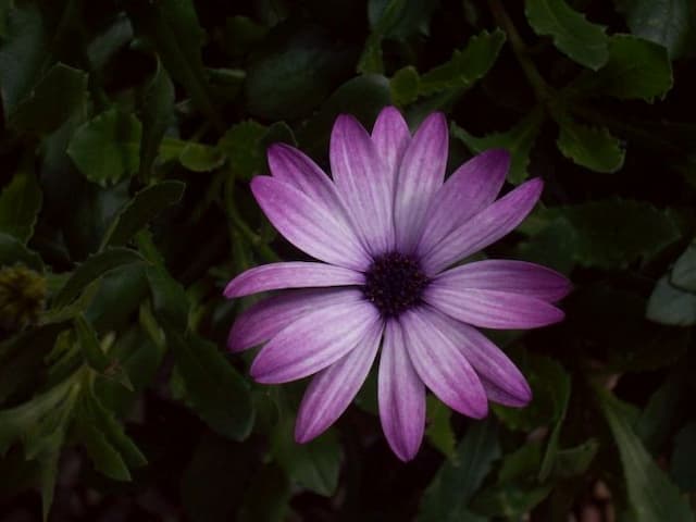 African daisy 'Cannington Roy'