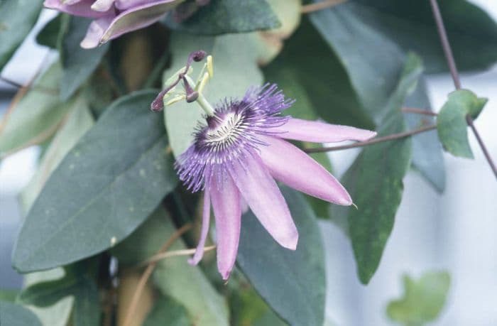 passion flower 'Amethyst'