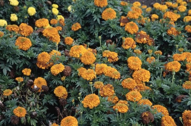 African marigold [Inca I Orange]
