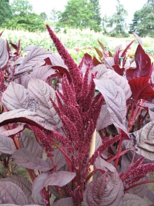 showy amaranth 'Marvel Bronze'