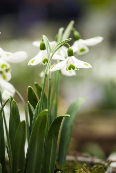 snowdrop 'Trumps'