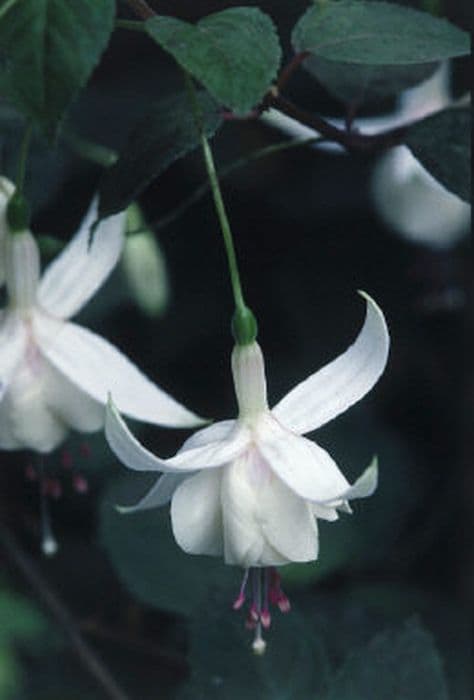 fuchsia 'Annabel'