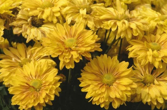 chrysanthemum 'Pennine Calypso'