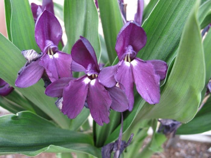 roscoea 'Harvingon Royale'